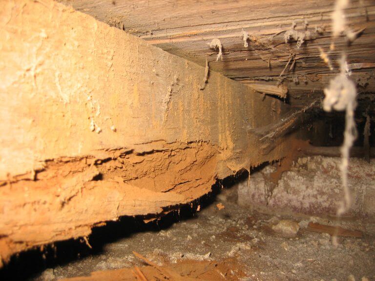 Wet and Dry Rot Treatment Archer Specialist Treatments