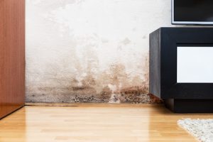 7 Early Warning Signs of Damp Most Homeowners Overlook